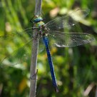 Libelinha (Dragonfly) Anax imperator